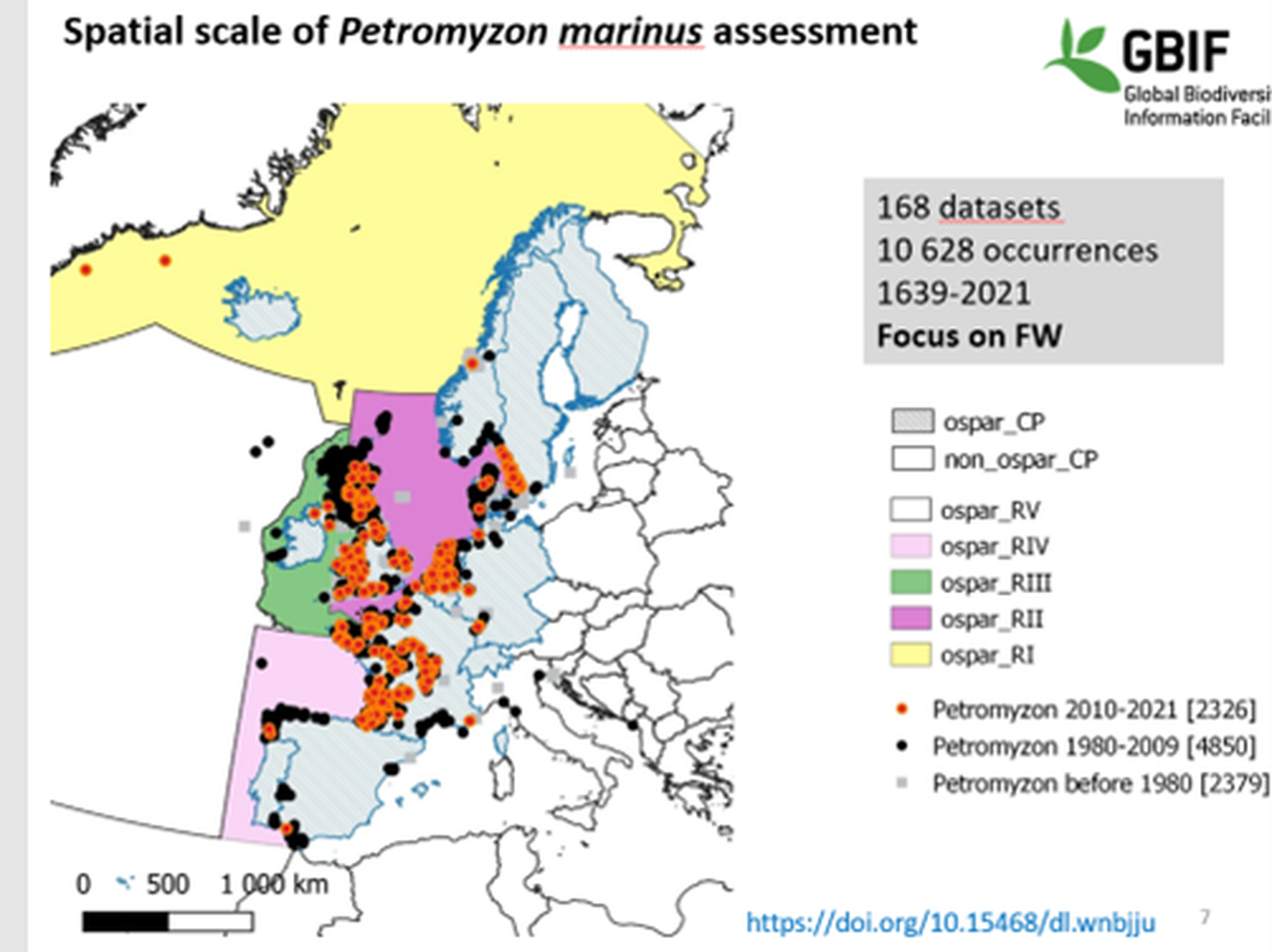 Figure 2 The distribution of sea lamprey in more detail in Europe based on different sources between 1980 and 2021.
Reference: GBIF, Global Biodiversity Information Facility. This map is missing the presence in some rivers in Portugal:  Minho, Lima, Cávado, Douro, Vouga, Mondego, Tagus and Guadiana (Pedro R. Almeida, pers. comm.) and rivers in northern Norway (Hesthagen et al. 2020).