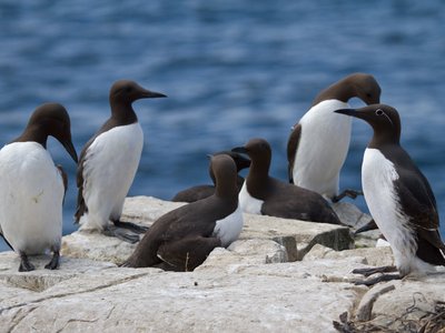 Guillemot de Troïl