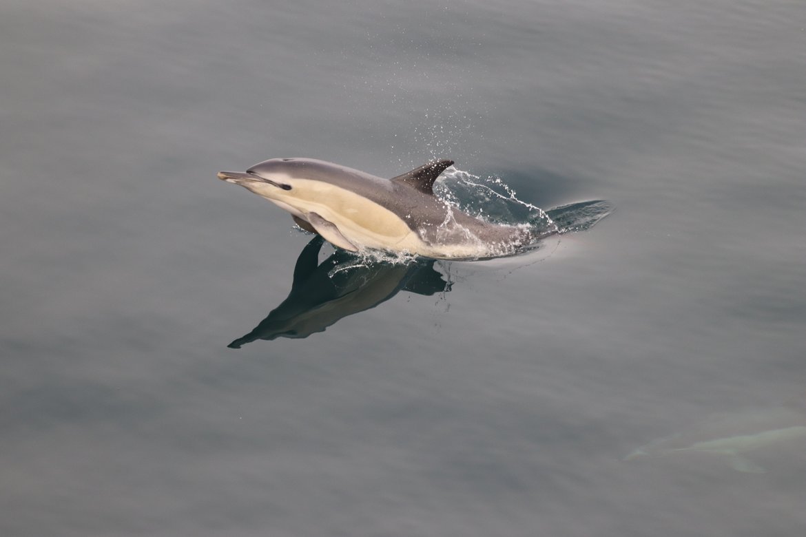 Figure 1: Common dolphin (Delphinus delphis) in the Bay of Biscay in Autumn 2021 © Observatoire Pelagis