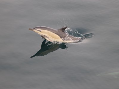 Abundance and Distribution of Cetaceans