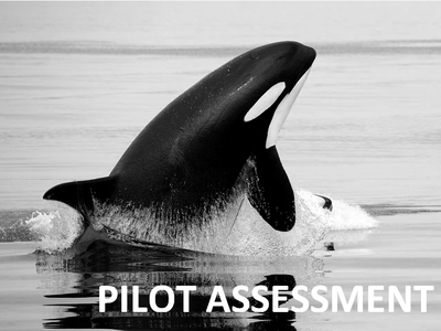 Pilot Assessment of Abundance and Distribution of Killer Whales