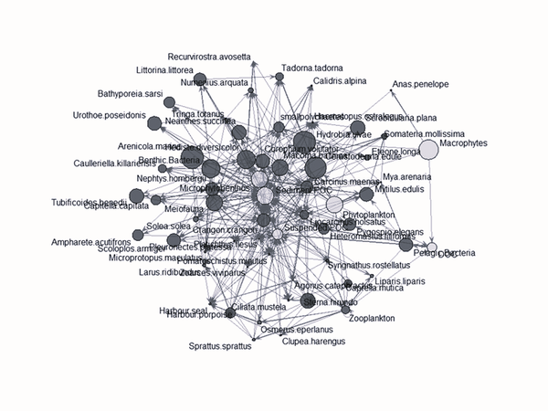 Pilot Assessment of Ecological Network Analysis Indices