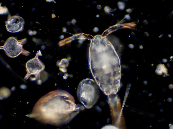 Changes in Phytoplankton Biomass and Zooplankton Abundance