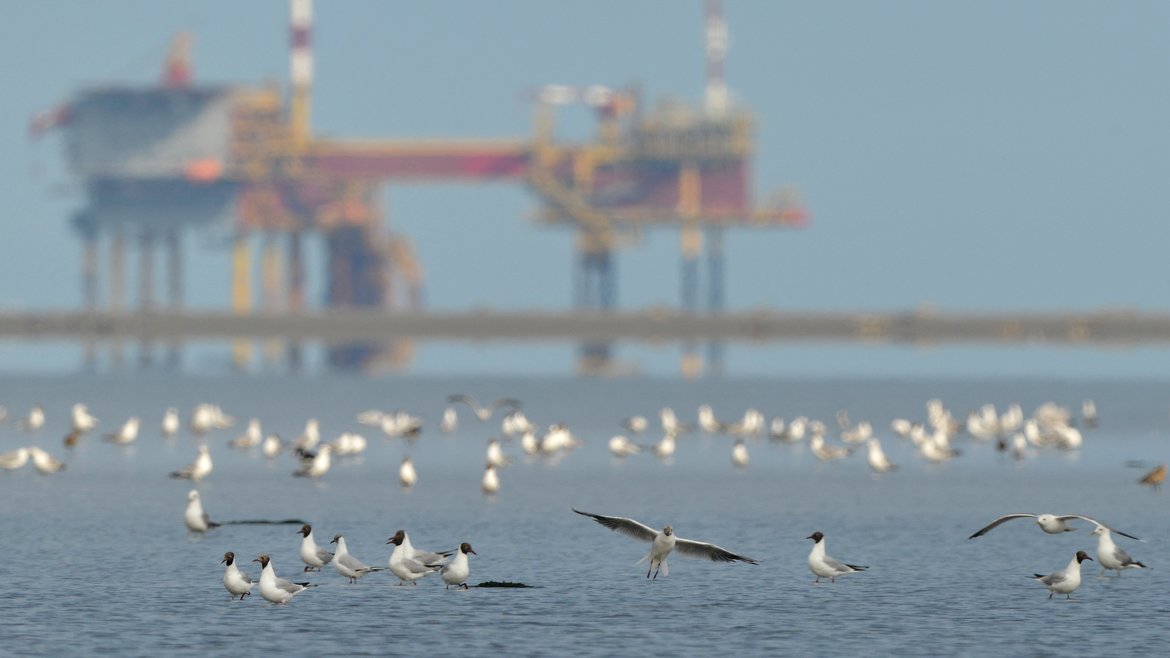 Birds in close proximity to an offshore platform. © Shutterstock