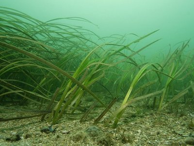 Herbiers de Zostera