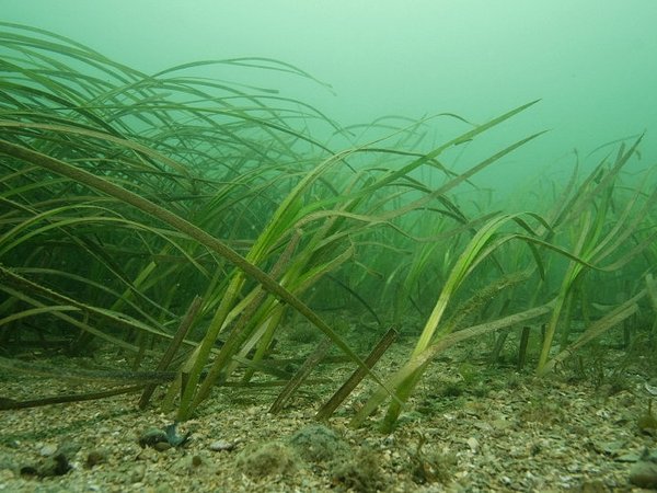 Zostera beds