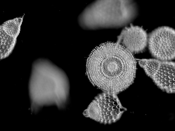 Pilot Assessment of Primary Productivity