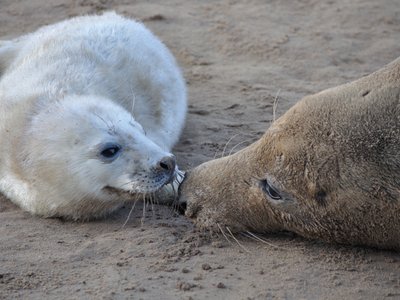 Grey Seal Pup Production