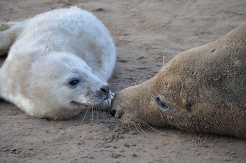 Figure 1 : Jeune phoque gris de l’Atlantique (Halichoerus grypus) et sa mère (avec la permission de Megan Tierney, JNCC)