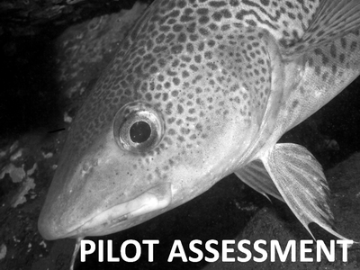 Evaluation pilote: longueur maximale moyenne du poisson