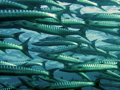 Fish communities show signs of recovery in some areas