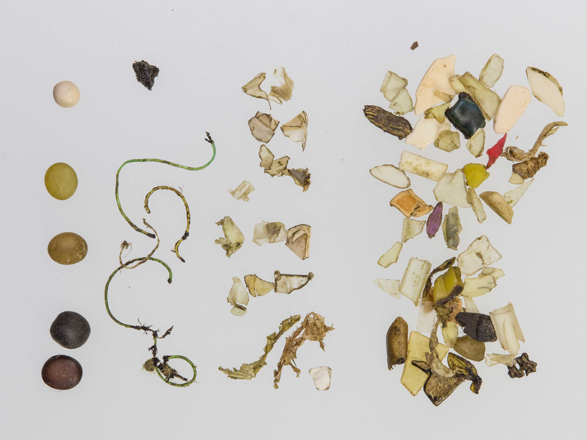 Figure 2: Plastics from a fulmar stomach with industrial granules (left) and a mix of threadlike (centre left), sheet-like (centre), and fragment (right) consumer plastics.