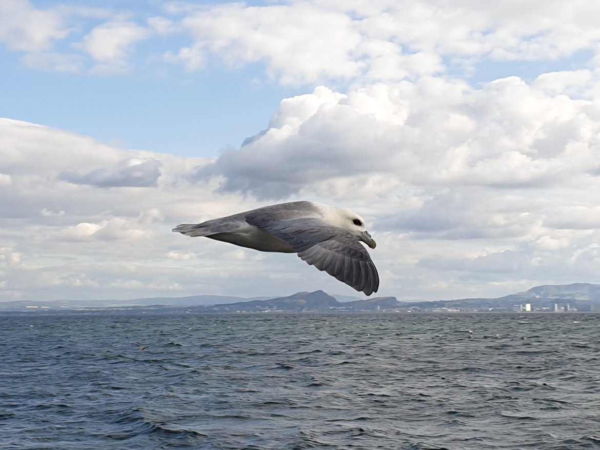 Fulmar in flight, Scotland. Source: Lucy Ritchie