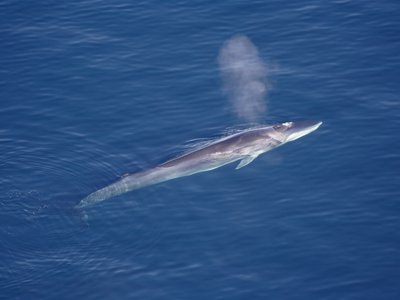 BB2 -  Cetacean abundance and distribution (M4)