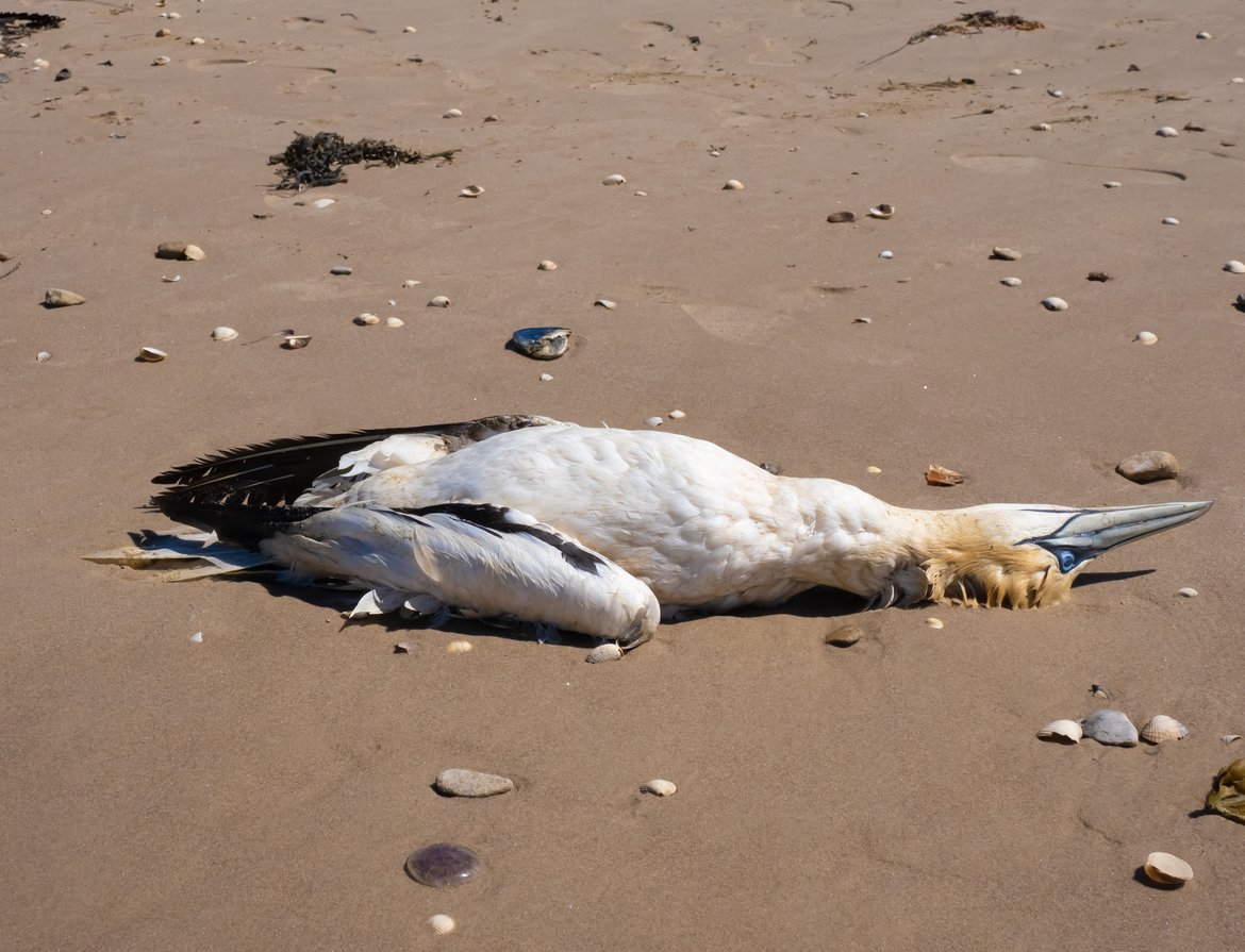 Dead Northern gannet infected with bird flu © Shutterstock