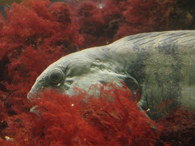 Répartition des tailles dans les communautés halieutiques