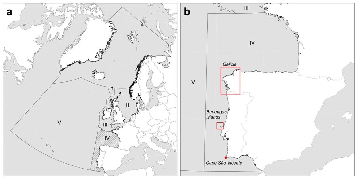 Figure 1: a) OSPAR regions. Region IV where the Iberian guillemot Uria aalge albionis occurs is shaded. b) The breeding distribution of the Iberian guillemot in the Iberian Peninsula. Red squares enclose the breeding area in Galicia and the Berlengas islands. Cape São Vicente, where the species also bred, is shown by a red dot.