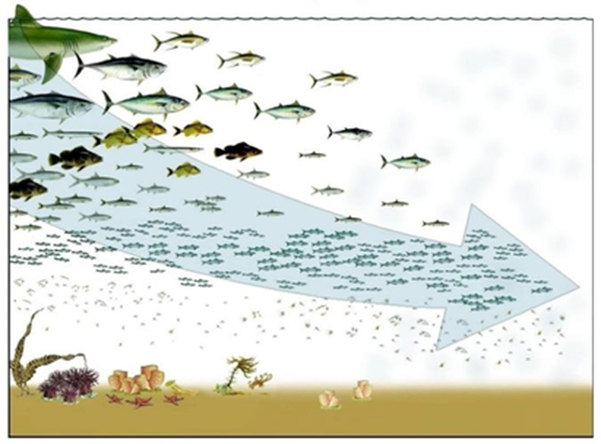Figure 1: Diagram showing the rationale behind the MTL indicator: if Trophic Levels (TLs) decline it indicates that large fish are no longer available because fisheries have depleted top predators’ stocks.