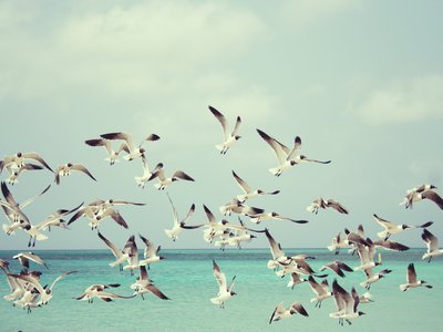 Marine birds in trouble