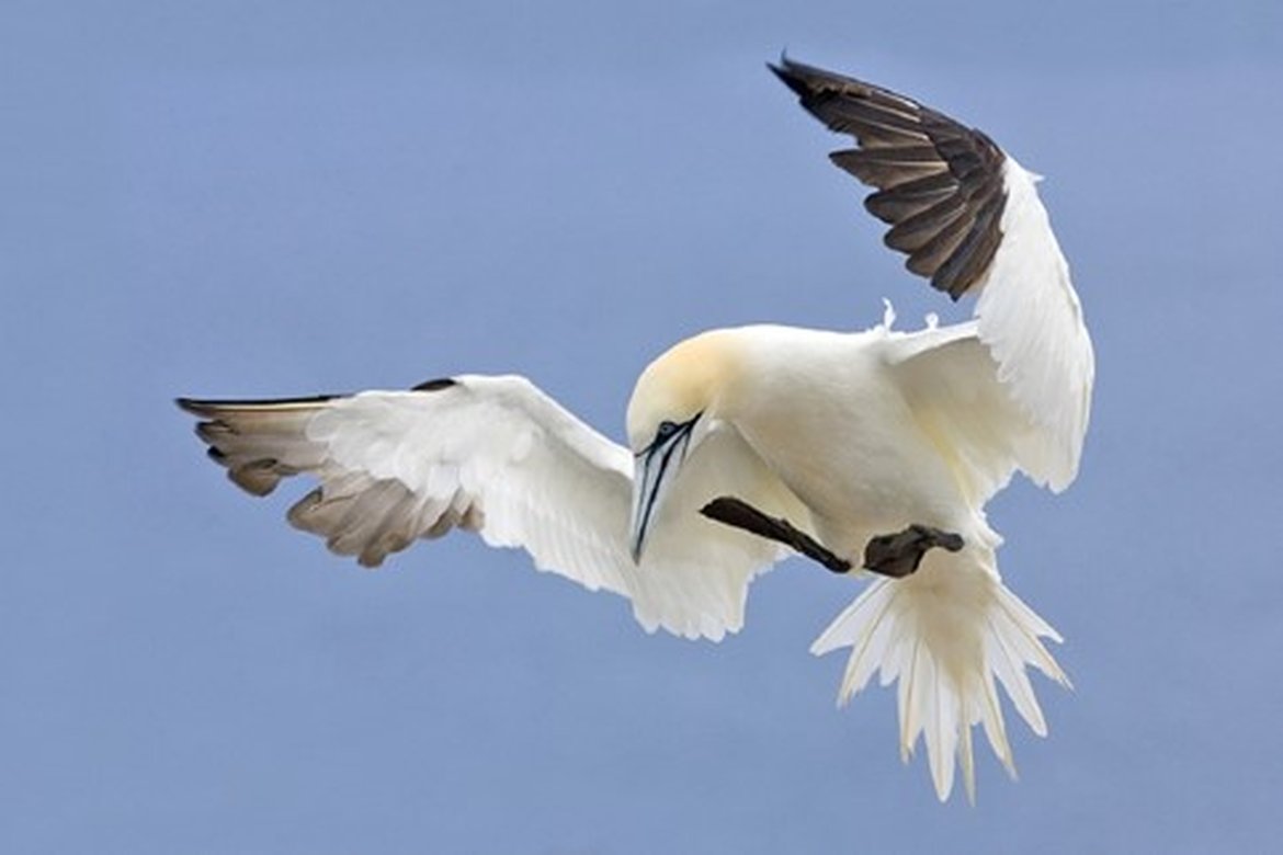 Northern gannet Morus bassanus (© Alan D Wilson)