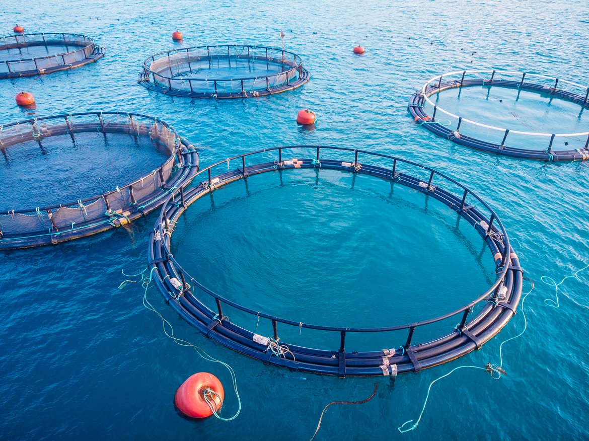 Aquaculture is a key pathway for the introduction and spread of non-indigenous species. © Shutterstock