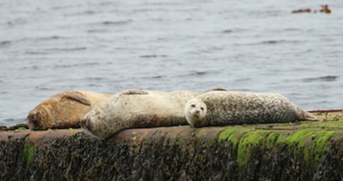 Figure 1: Harbour seals (Phoca vitulina) © Julia Sutherland