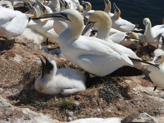 Figure 1: Northern gannet © Volker Dierschke