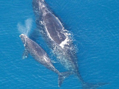 Baleine franche noire