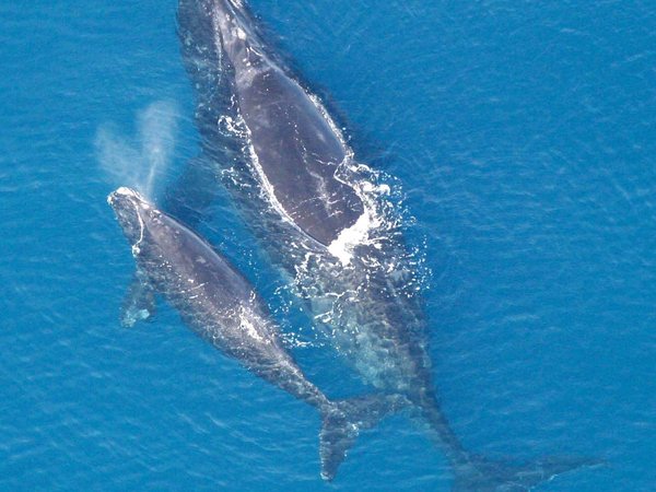 Right Whale