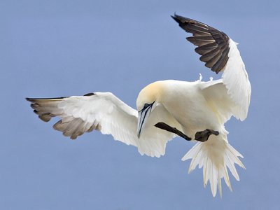 Marine Bird Breeding Success / Failure