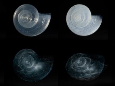 Climate and Ocean Acidification: Summary Headlines 