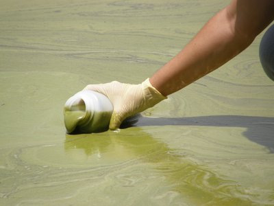 Eutrophication