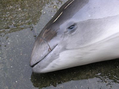 Harbour Porpoise Bycatch