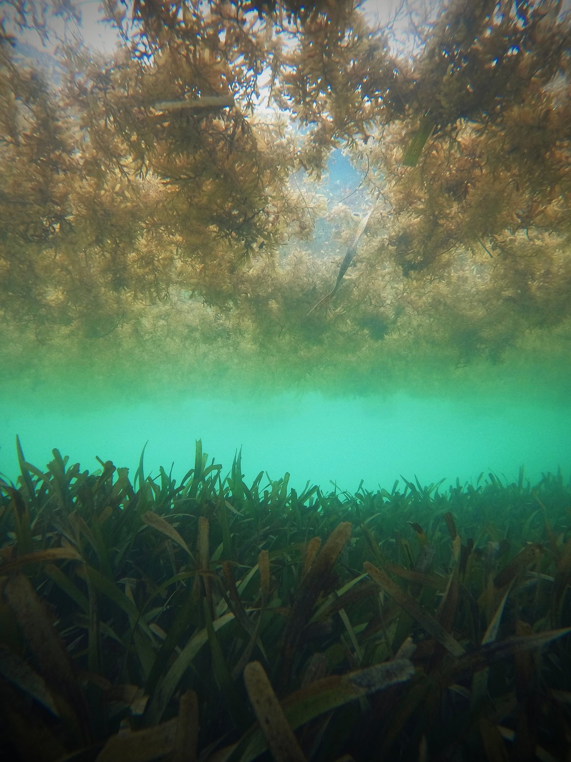 Sargassum is considered a nuisance species, for which biomass sinking has been proposed as a potential removal approach that could also have climate benefits. Sargassum is considered a nuisance species, for which biomass sinking has been proposed as a potential removal approach that could also have climate benefits.