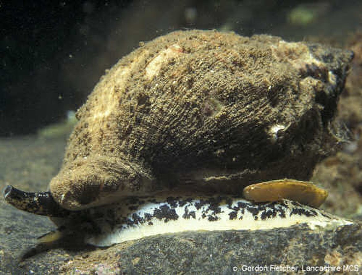Figure 2 : Le tributylétain affecte de nombreux organismes, mais les gastéropodes marins, tels que le pourpre petite pierre Nucella lapillus (L.), comptent parmi les plus sensibles. © Gordon Fletcher