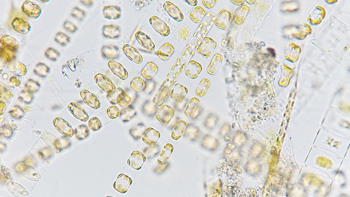 Ocean fertilisation has been shown in modelling and experimental studies to alter phytoplankton community structure Ocean fertilisation has been shown in modelling and experimental studies to alter phytoplankton community structure