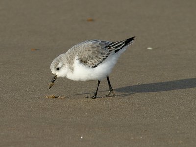 Marine Bird Abundance 