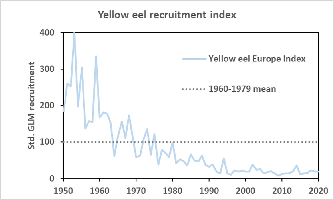 Figure 4: Estimated (GLM) yellow eel recruitment trends for Europe. The GLM was fitted to 16 yellow eel time-series and scaled to the 1960-1979 average. Source: ICES (2020a).