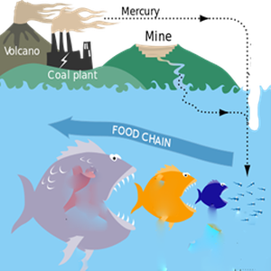 Figure 2 : Le mercure provenant des centrales électriques au charbon et d’autres sources est transporté dans l’atmosphère et l’eau. Le mercure, sous forme de méthylmercure, peut se bioaccumuler par l‘intermédiaire des réseaux trophiques marins, atteignant des teneurs élevées dans les prédateurs supérieurs