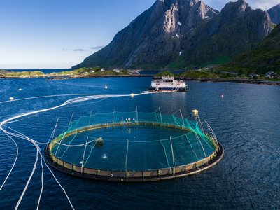Feeder Report 2026 - Aquaculture
