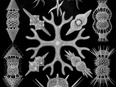 BB12 - Plankton diversity index (PH3)