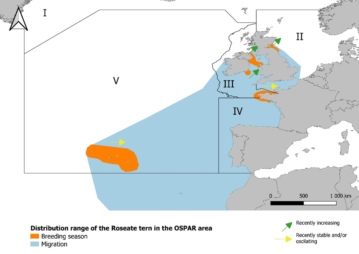 Figure 1: Roseate tern distribution range within the OSPAR area, following Piec & Dunn (2021). Direction of population abundance trends since the last assessment is also presented.
