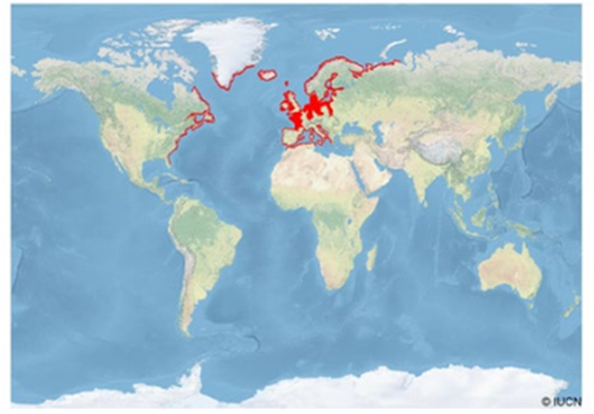 Figure 1: The distribution of sea lamprey worldwide