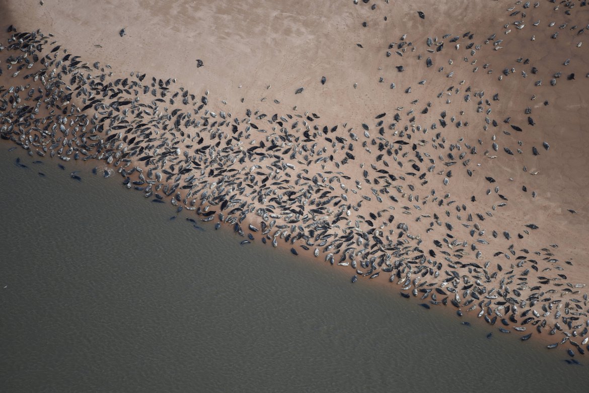 Figure c: Mixed species colony of seals hauled-out during a UK aerial monitoring survey (courtesy of Callan Duck, Sea Mammal Research Unit)