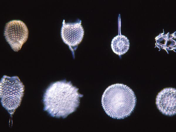 Changes in Phytoplankton and Zooplankton Communities