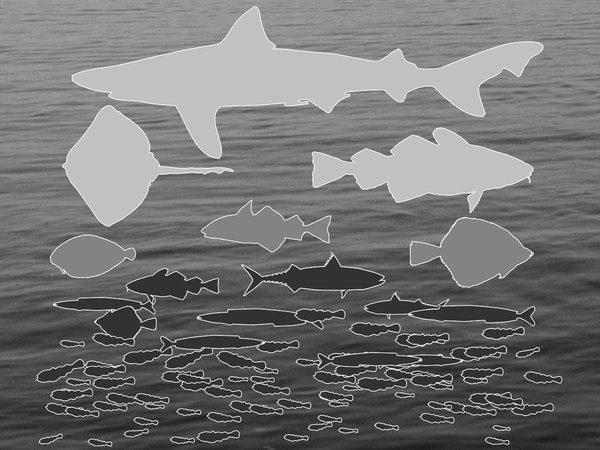 Pilot Assessment of Feeding Guilds