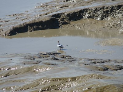 H7 - Alkylated PAHs in sediment and biota