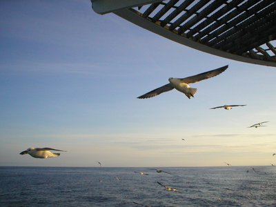 Plastic Particles in Fulmar Stomachs in the North Sea