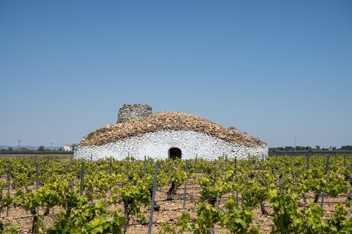 Figure 5.2.8: Irrigated vineyards (drip irrigation) (©Confederación Hidrográfica del Guadiana, 2021)