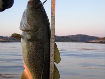 Proportion de gros poisson (Indice de gros poisson)